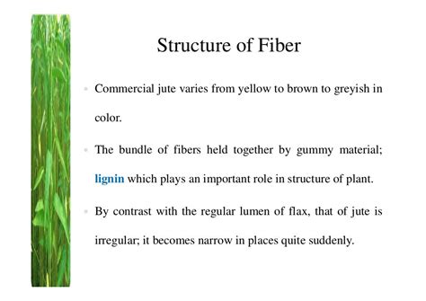 Jute fiber