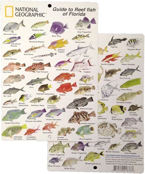 Amazon National Geographic Guide To Reef Fish Of Florida Fish