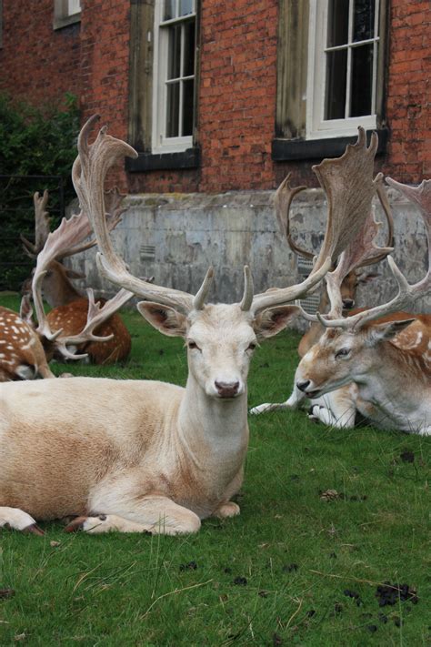 White Stag Animals Beautiful Forest Animals Animal Pictures