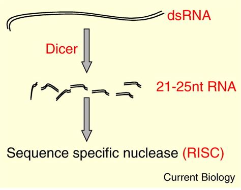 Rna Silencing Current Biology