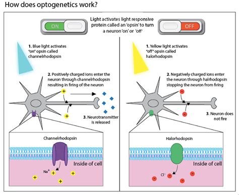 Lighting Up The Brain Optogenetics For Addiction ⚡️ By Ra Gulamhusein Illumination Medium