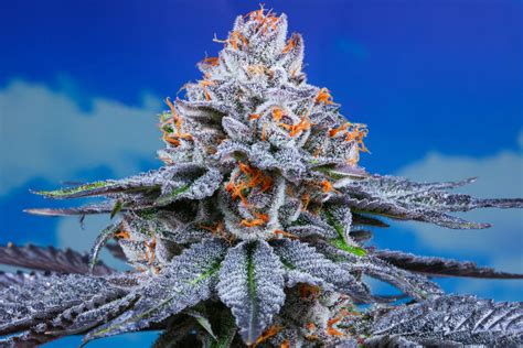 The Highest Thc Strains 2024 Debor Eugenia