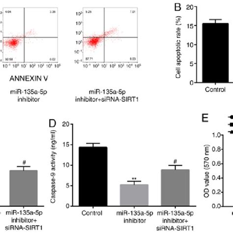 Sirt Inhibitor Reverses The Effects Of Mir P Inhibitor On The