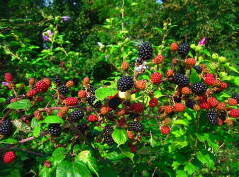 How to Grow Berry Bushes – What Ones Should I Grow? | The Tree Center™