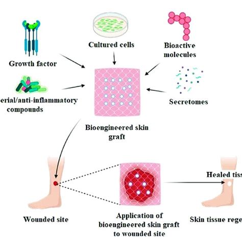 bioengineered skin substitute graft  wound healing application