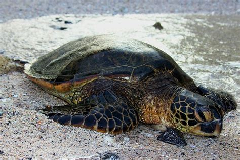 Hawaii Beach Sea Turtle - Free photo on Pixabay - Pixabay