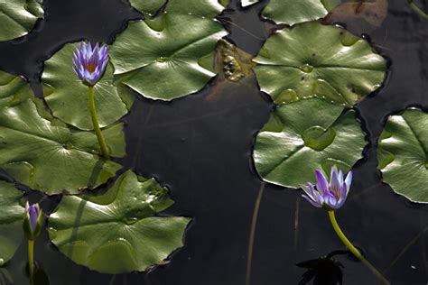 Day Noosa Everglades Explorer Cruise Or Canoe Tour