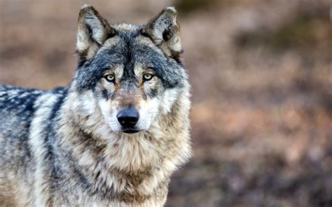 Le secret du hurlement du loup est révélé