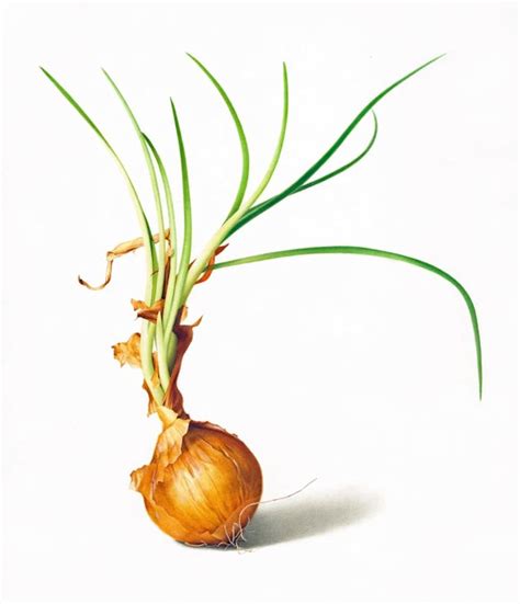 Botanicals By Karen Kluglein Vegetable Painting Onion Drawing