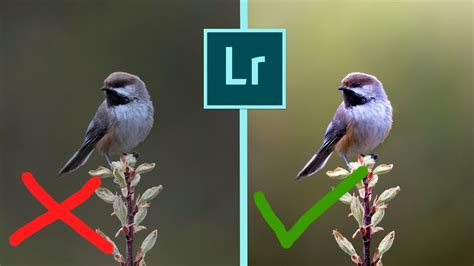 LIGHTROOM TOP TIPS AND TRICKS IN EDITING BIRD PHOTOS Get Great