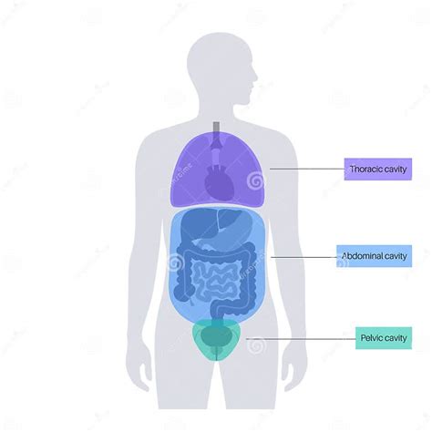 Body Cavities Poster Stock Vector Illustration Of Tissue 277225900