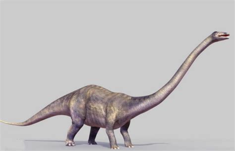 Diplodocus Dinosaur Animal Free 3d Model Ma Mb Open3dmodel 123579