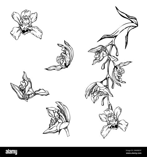 Hand Drawn Vector Ink Orchid Flowers Stems Leaves Monochrome