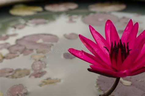 Pink Lotus Flower Float In The Bloom Stock Image Image Of Close