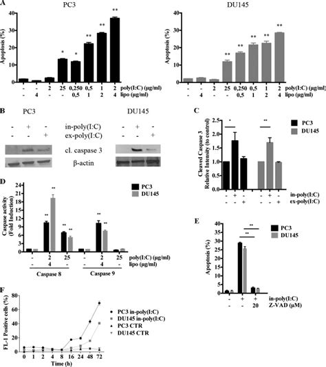 Transfected Poly I C Activates Different Dsrna Receptors Leading To Apoptosis Or