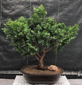 Hinoki Cypress Bonsai Tree Chamecyparis Obtusa Nana Gracilis