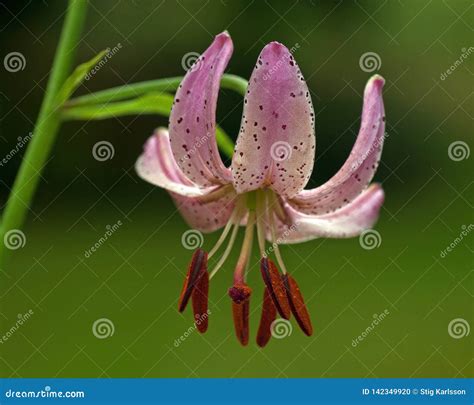 Lilium martagon flower stock photo. Image of flowering - 142349920