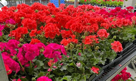 Annuals/Bedding Plants - Sweetbay Farms Nursery