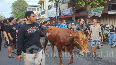 Arak Hewan Kurban Sebelum Disembelih Inilah Tradisi Unik Di Kampung