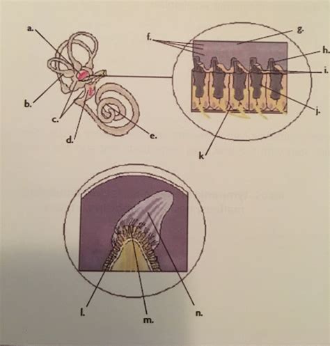 The Inner Ear Diagram Diagram | Quizlet