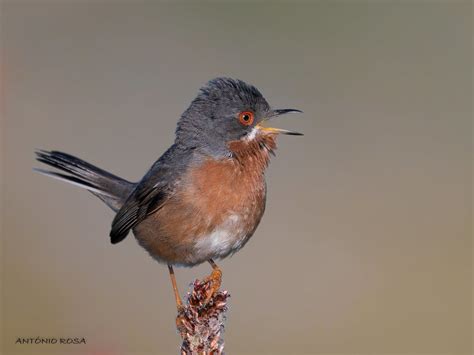 Dsc Toutinegra De Bigodes Western Subalpine Warbler Flickr