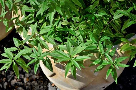 Tips For Growing Lemon Verbena Indoors Gardeners Path