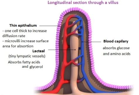 Topic Human Physiology Flashcards Quizlet