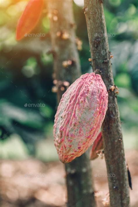 Cacao Tree Theobroma Cacao Organic Cocoa Fruit Pods In Nature Stock