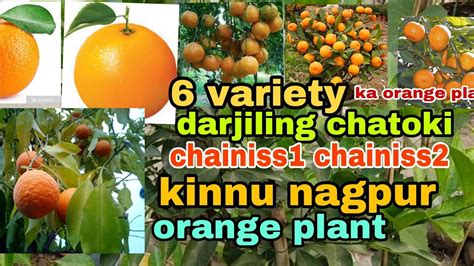 Variety Ka Orange Plant Darjiling Chatoki Bhutani Chainiss Chainiss