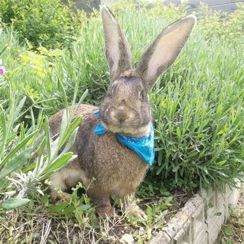 Lapin Geant Des Flandres DeniceTereza