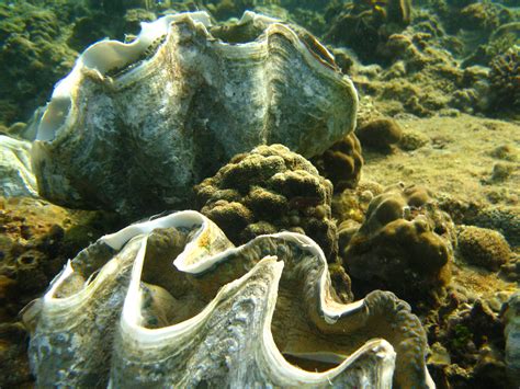 Giant Clams Secure For Another Generation After Philippine Re Seeding