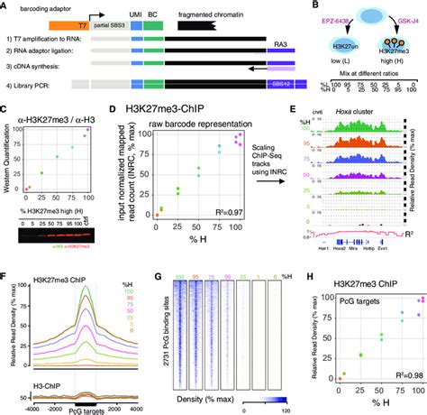 minute chip method accurately reflects global  local proportions