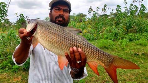 Fish Hunting The Big Rohu Fish Catching Incredible Fishing