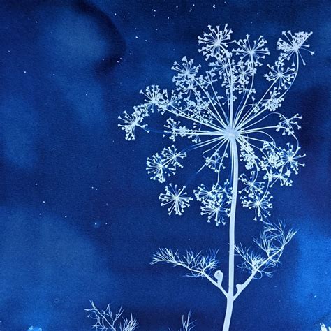 cyanotype jessie swimeley fine art