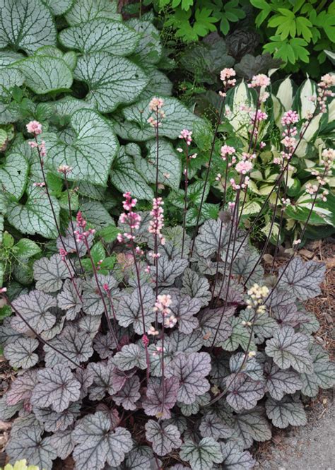 Three Dogs in a Garden: Heuchera Brighten Up any Spot in the Garden