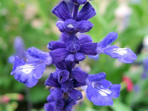 Salvia Farinacea Blue Sage Seed Only 75 Cents Shipping On Etsy