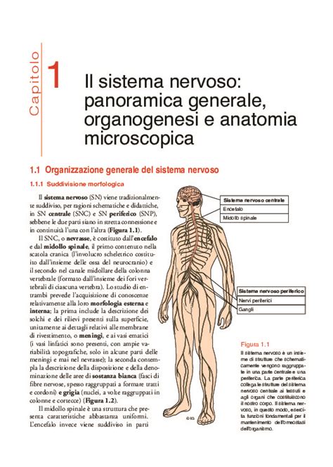 Neuroanatomia Funzionale Edizioni Idelson Gnocchi