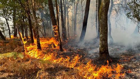 En Images Au Coeur De Lincendie En Forêt De Brocéliande France Bleu