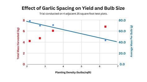 How Garlic Spacing Impacts Bulb Size and Total Yield