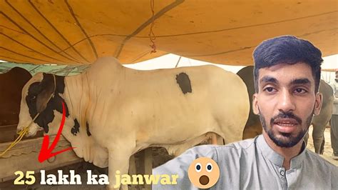 Lakh Ka Janwar Expensive Cow Mandi Ke Khoobsurat Janwar Dekhe