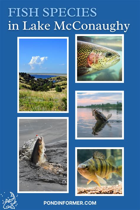 List Of Fish Species In Lake McConaughy Fish List Species Lake