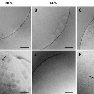 Cryo-TEM images of vesicles with 20% (A, D), 44% (B, E), and 60% (C, F ...