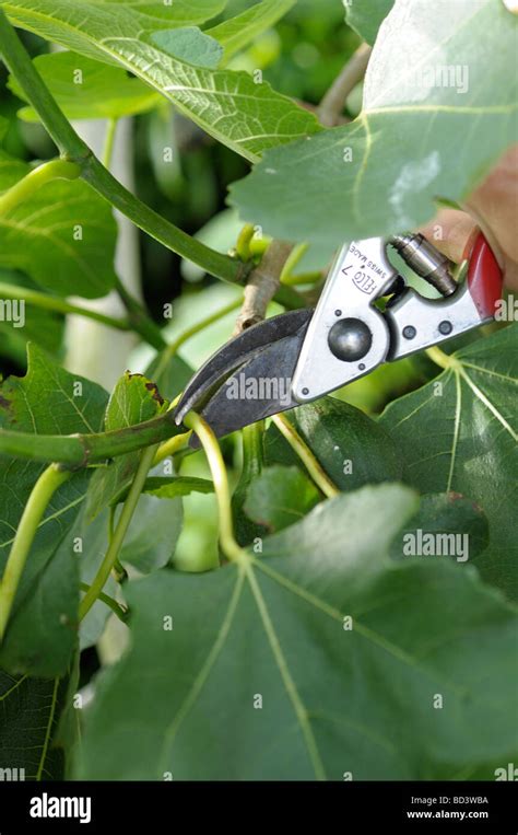 Pruning fig tree hi-res stock photography and images - Alamy