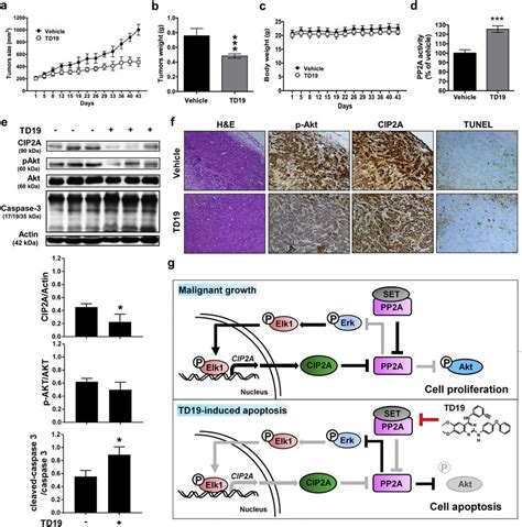 Targeting Set Decreases Tumor Growth Of Mda Mb Xenograft Nude Mice