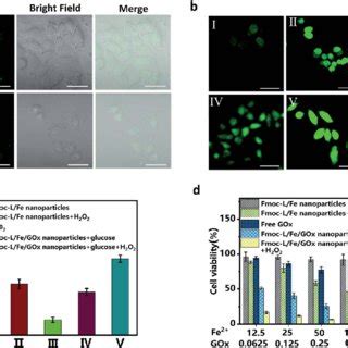 A Clsm Images Of Mcf Cells Incubated With The Fmoc L Fe Fitc Gox