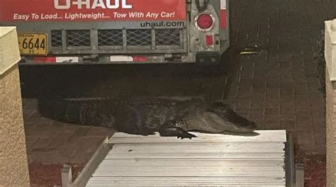 Florida Alligator Bites Man On His Front Porch After He Opens Door