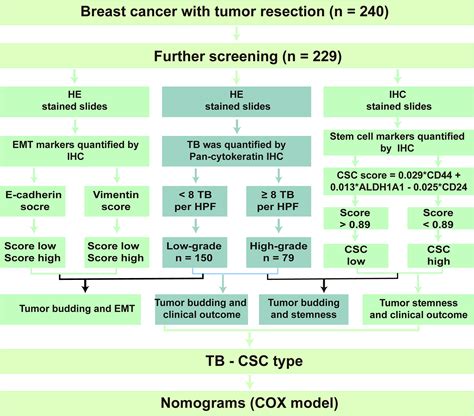 Frontiers Breast Cancer Classification Based On Tumor Budding And Stem Cell Related Signatures