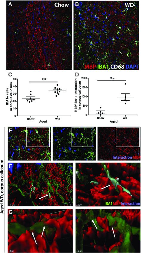 Wd Causes Activation Of Phagocytosing Myeloid Cells A And B A