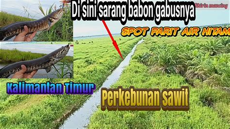 Cesting Ikan Gabus Di Spot Perkebunan Sawit Paret Air Hitam