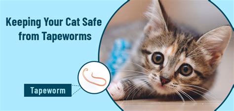 Cat Tapeworms From Fleas Hot Sex Picture